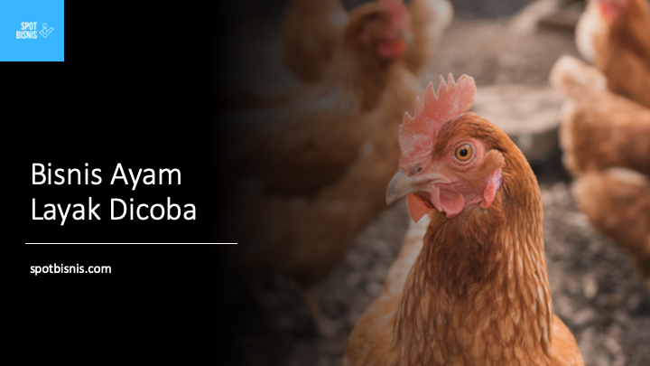 Bisnis Ayam